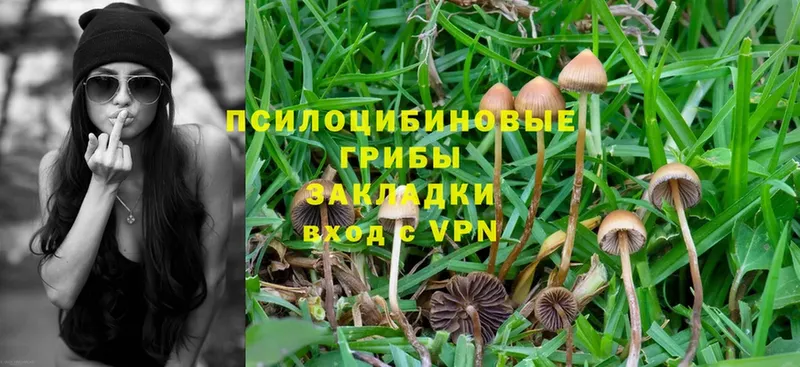 закладка  Чебоксары  Псилоцибиновые грибы Psilocybe 